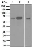 CDC25B antibody [EPR3459(2)]
