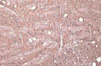 Synapsin II antibody