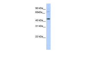 LMX1A antibody, C-term