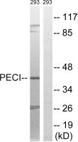 PECI antibody