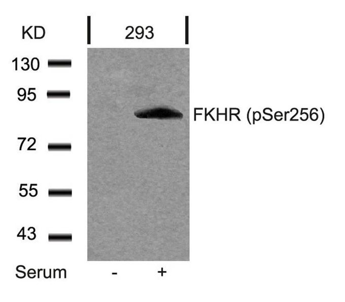 FOXO1 (phospho Ser256) antibody