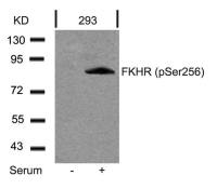 FOXO1 (phospho Ser256) antibody