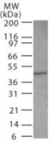 Caspase 1 antibody
