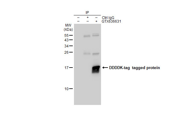 DDDDK tag antibody [GT482]
