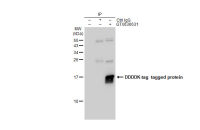DDDDK tag antibody [GT482]