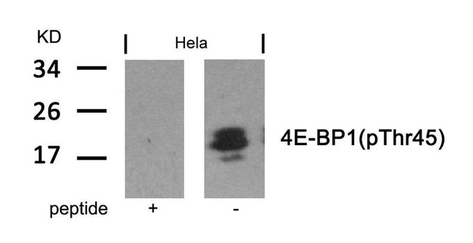 4E-BP1 (phospho Thr45) antibody