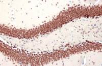 NFIX antibody [HL1269]