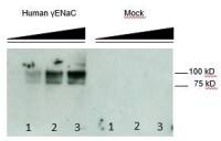 ENaC Gamma antibody [3c7]