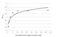 IL6 antibody [GT519-1]