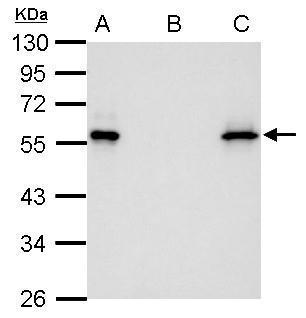 Myc tag antibody [GT0002]
