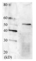 Swi6 (S. pombe) antibody