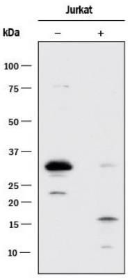 Caspase 3 antibody [31A1067]