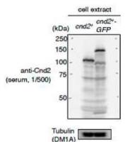 Cnd2 (S. pombe) antibody