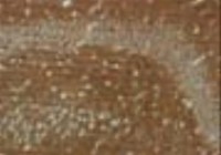 Actin antibody [2Q1055]