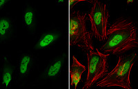 ELAVL1 / HuR antibody