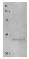 Shugoshin 1 (S. pombe) antibody