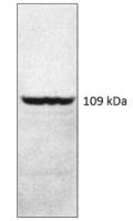PDE4A8 antibody