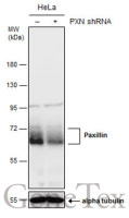 Paxillin antibody [GT7612]