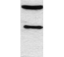 C/EBP alpha antibody