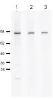 Cdc48 (S. cerevisiae) antibody