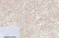 Caspase 8 (cleaved Asp384) antibody