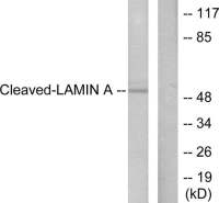 Lamin A (cleaved Asp230) antibody