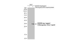 Chikungunya virus Capsid antibody