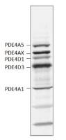 PDE4 antibody