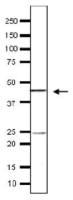 Taf11 (S. cerevisiae) antibody