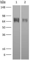 M-CSF Receptor antibody [AFS98]