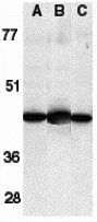 Caspase 13 antibody