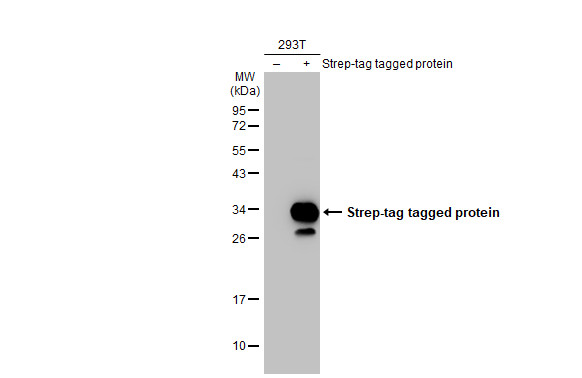 Strep epitope Tag antibody [HL1252]