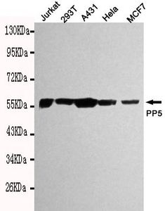 PPP5C antibody [2F2-F7-E8]