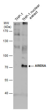ARID5A antibody [GT921]