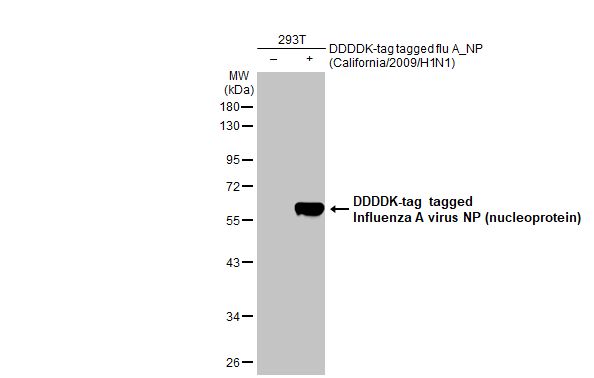 Influenza A virus Nucleoprotein antibody [HL1098]