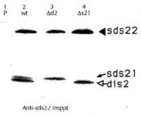 Sds22 (S. pombe) antibody