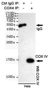 COX4 antibody [4D11-B3-E8]