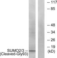 SUMO2 + SUMO3 (cleaved Gly93) antibody