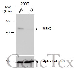 MEK2 antibody [GT1162]