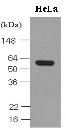 HSP60 antibody [2E4]