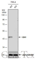 IDH1 antibody [GT1521]