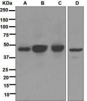 AGTR1 antibody [EPR3873]