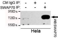 SWAP70 antibody [2E9-E8-E9]