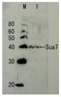 Sua7 / TFIIB (S. cerevisiae) antibody