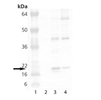 Hsp20 antibody