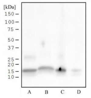 Histone H3S28ph (phospho Ser28) antibody [117C826]