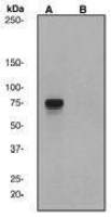 Rad17 (phospho Ser645) antibody [EP1519Y]
