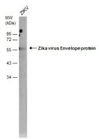 Zika virus Envelope protein antibody [GT871] (HRP)