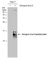 Dengue virus Capsid protein antibody [GT2287]