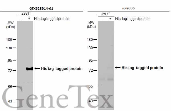 6X His tag antibody [GT359] (HRP)